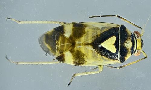 Orthops kalmii